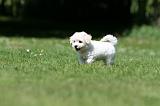 BICHON FRISE 566